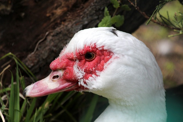 与资金投入 与资金投入